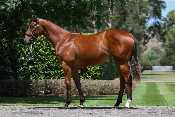 Coolmore Stud - Gold Coast Yearling Sale Lot 17
