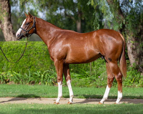 Vinery Stud - Gold Coast Yearling Sale Lot 174