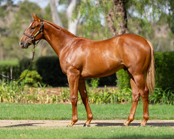 Vinery Stud - Gold Coast Yearling Sale Lot 180