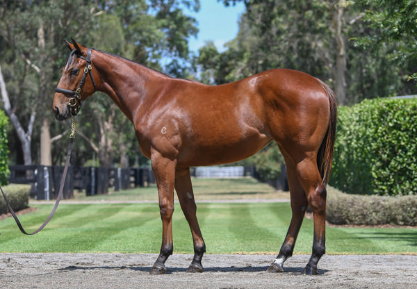 Coolmore Stud - Gold Coast Yearling Sale Lot 195