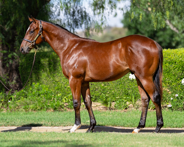 Vinery Stud - Gold Coast Yearling Sale Lot 207