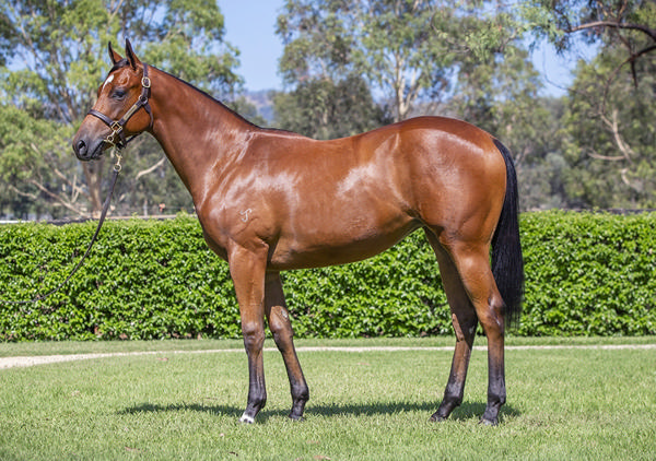 Yarraman Park Stud - Gold Coast Yearling Sale Lot 215