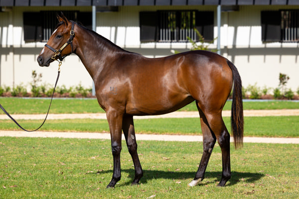 Kia Ora Stud - Gold Coast Yearling Sale Lot 222