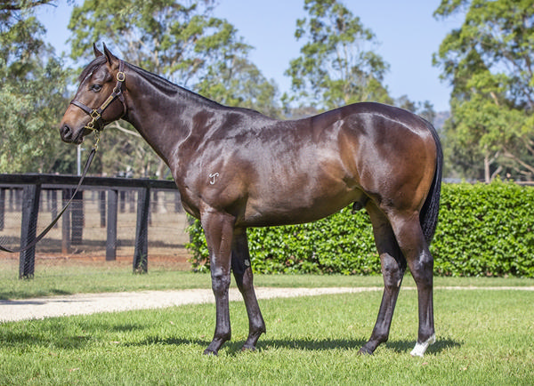 Yarraman Park Stud - Gold Coast Yearling Sale Lot 23