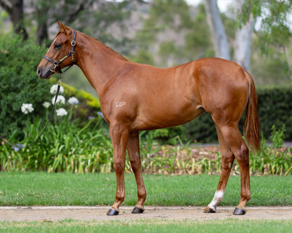 Vinery Stud - Gold Coast Yearling Sale Lot 230