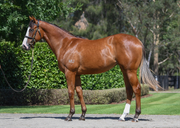 Coolmore Stud - Gold Coast Yearling Sale Lot 231