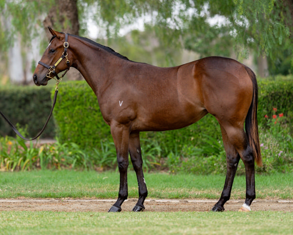 Vinery Stud - Gold Coast Yearling Sale Lot 246