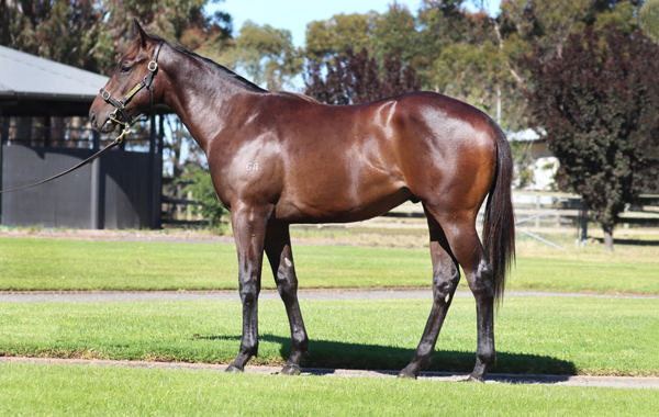 Rosemont Stud - Gold Coast Yearling Sale Lot 258
