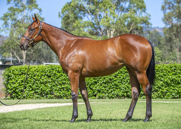 Yarraman Park Stud - Gold Coast Yearling Sale Lot 268