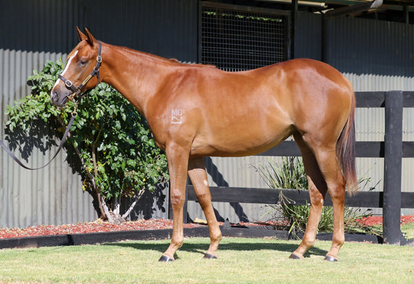 Longwood Thoroughbred Farm - Gold Coast Yearling Sale Lot 274