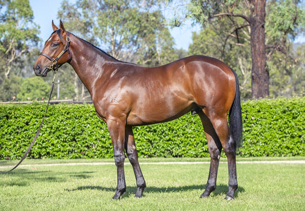 Yarraman Park Stud - Gold Coast Yearling Sale Lot 28
