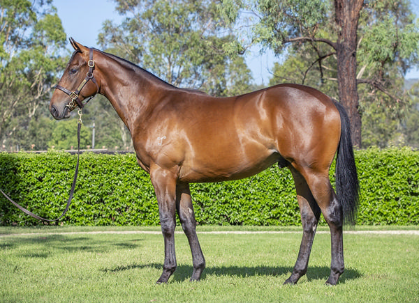 Yarraman Park Stud - Gold Coast Yearling Sale Lot 287