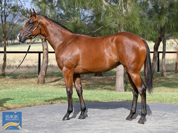 Kingstar Farm - Gold Coast Yearling Sale Lot 293