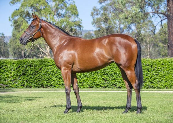 Yarraman Park Stud - Gold Coast Yearling Sale Lot 309