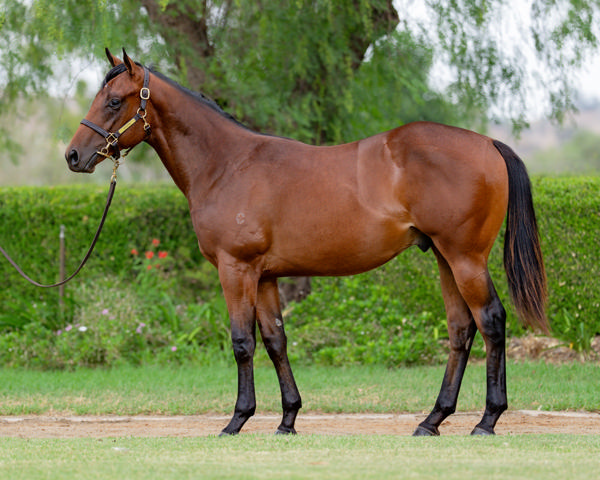 Vinery Stud - Gold Coast Yearling Sale Lot 317