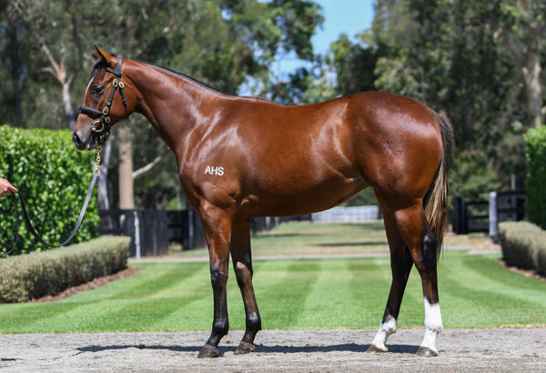 Coolmore Stud - Gold Coast Yearling Sale Lot 325