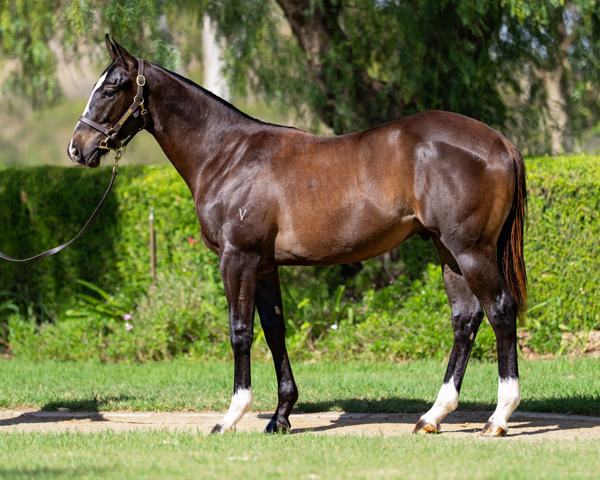 Vinery Stud - Gold Coast Yearling Sale Lot 331