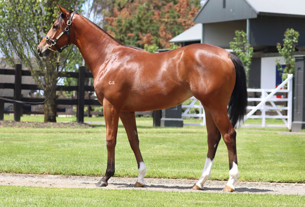 Rosemont Stud - Gold Coast Yearling Sale Lot 341
