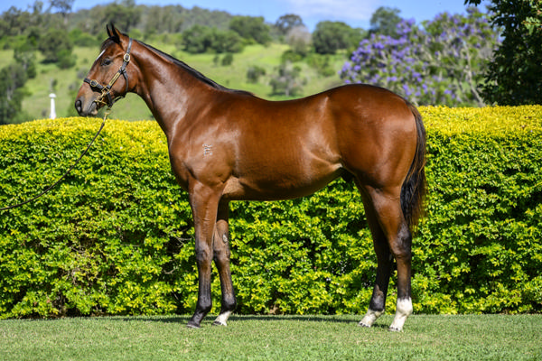 Yarramalong Park - Gold Coast Yearling Sale Lot 350