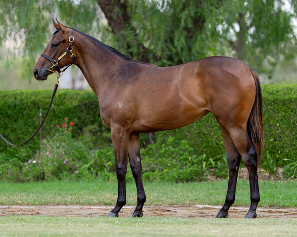Vinery Stud - Gold Coast Yearling Sale Lot 357