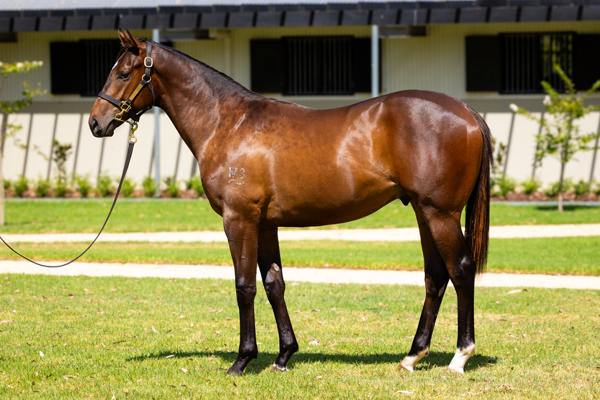 Kia Ora Stud - Gold Coast Yearling Sale Lot 358