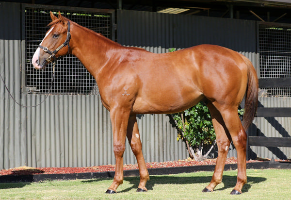Longwood Thoroughbred Farm - Gold Coast Yearling Sale Lot 365