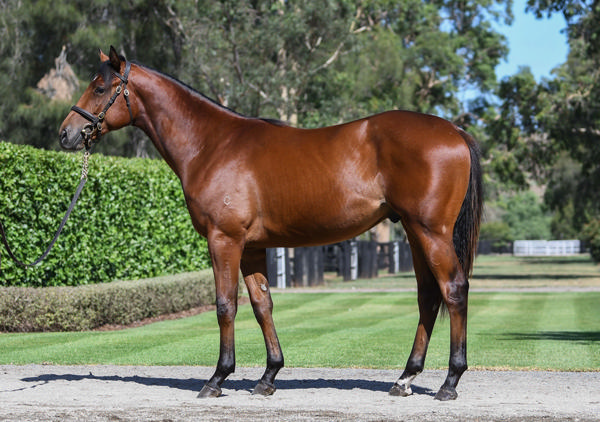 Coolmore Stud - Gold Coast Yearling Sale Lot 368