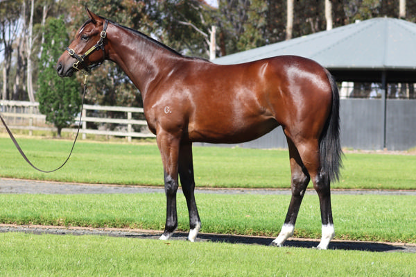 Rosemont Stud - Gold Coast Yearling Sale Lot 369
