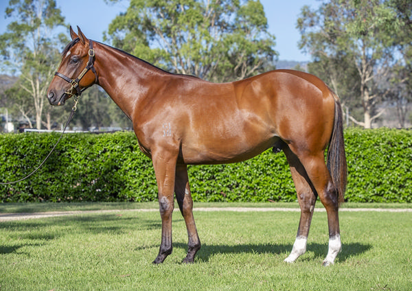 Yarraman Park Stud - Gold Coast Yearling Sale Lot 382