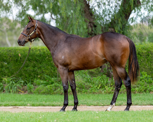 Vinery Stud - Gold Coast Yearling Sale Lot 386