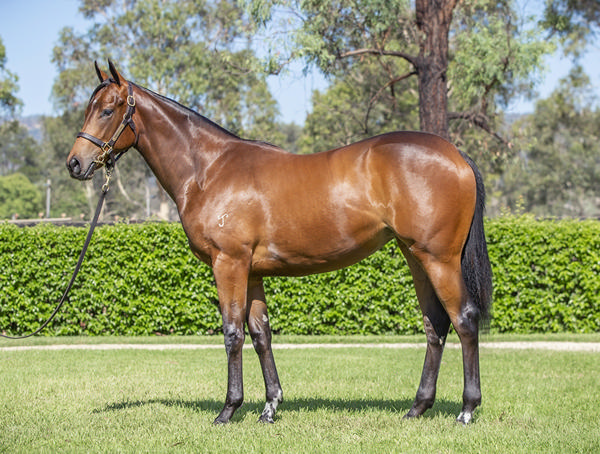 Yarraman Park Stud - Gold Coast Yearling Sale Lot 398