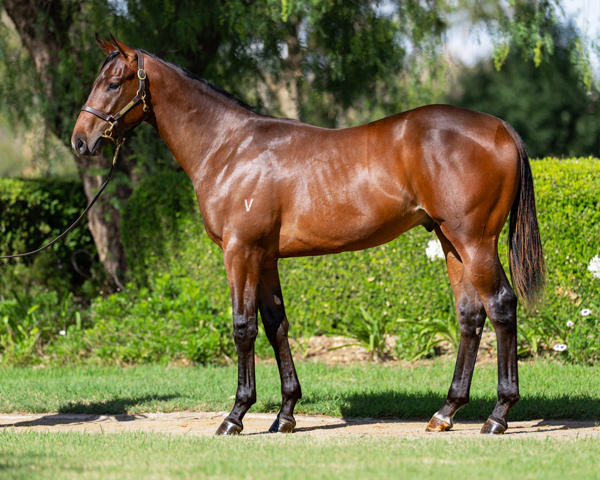 Vinery Stud - Gold Coast Yearling Sale Lot 40