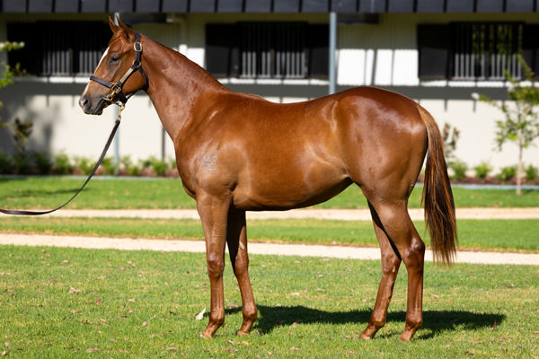 Kia Ora Stud - Gold Coast Yearling Sale Lot 403