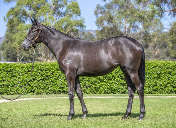 Yarraman Park Stud - Gold Coast Yearling Sale Lot 419