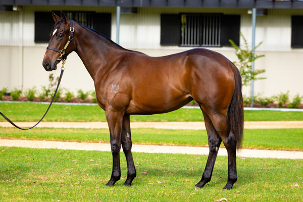 Kia Ora Stud - Gold Coast Yearling Sale Lot 420