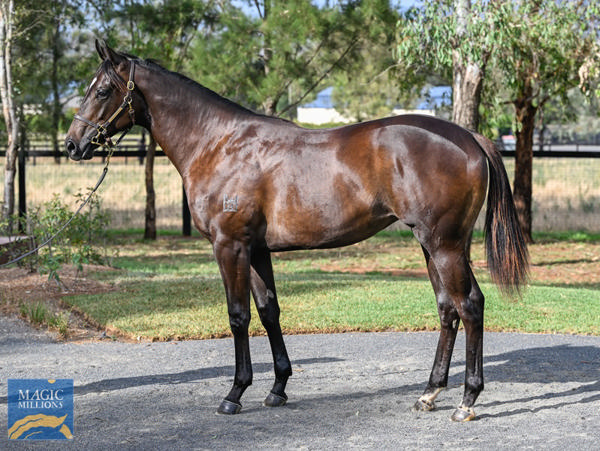 Kingstar Farm - Gold Coast Yearling Sale Lot 43