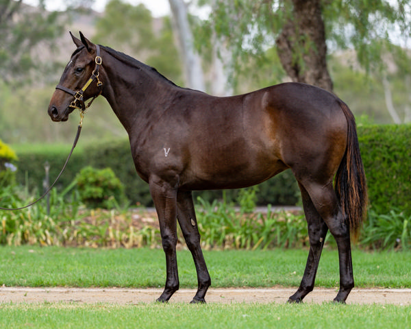 Vinery Stud - Gold Coast Yearling Sale Lot 433