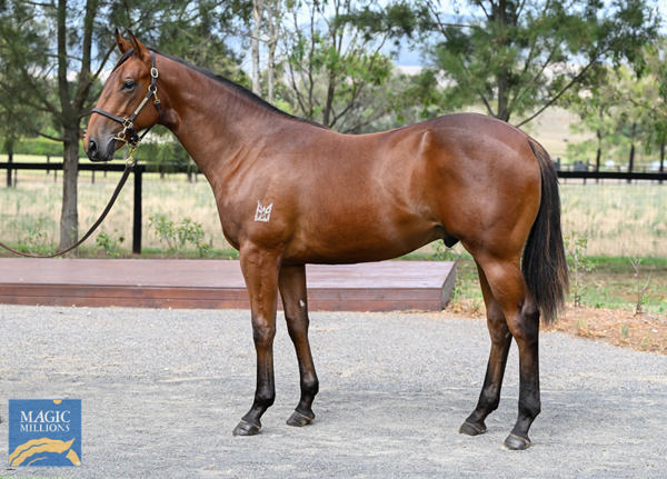 Kingstar Farm - Gold Coast Yearling Sale Lot 436