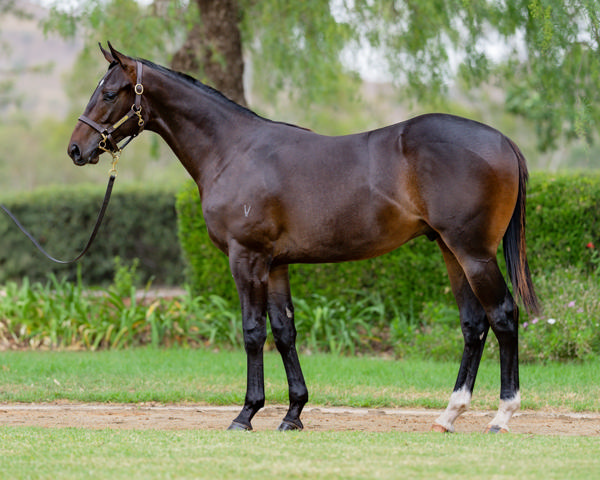 Vinery Stud - Gold Coast Yearling Sale Lot 437