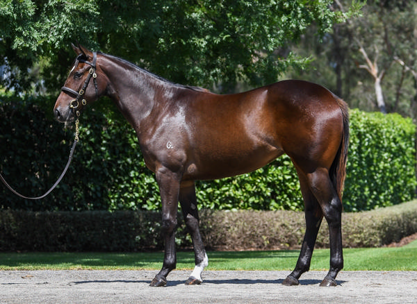 Coolmore Stud - Gold Coast Yearling Sale Lot 439