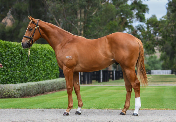 Coolmore Stud - Gold Coast Yearling Sale Lot 44