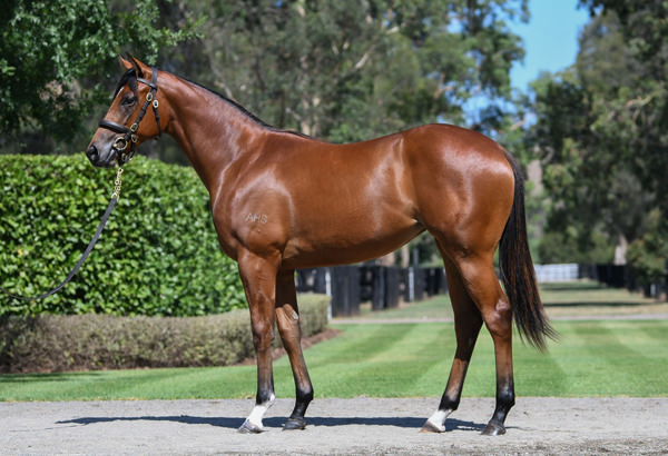 Coolmore Stud - Gold Coast Yearling Sale Lot 447