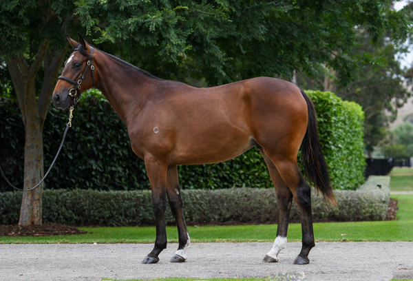 Coolmore Stud - Gold Coast Yearling Sale Lot 453