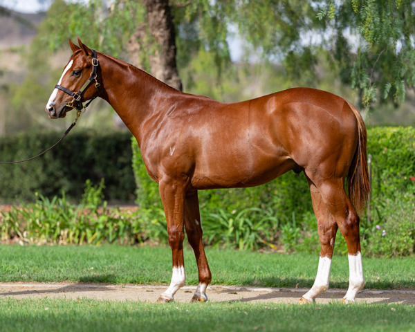 Vinery Stud - Gold Coast Yearling Sale Lot 487