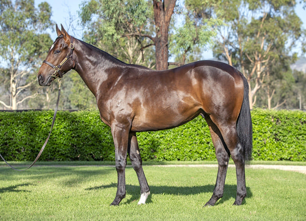 Yarraman Park Stud - Gold Coast Yearling Sale Lot 488