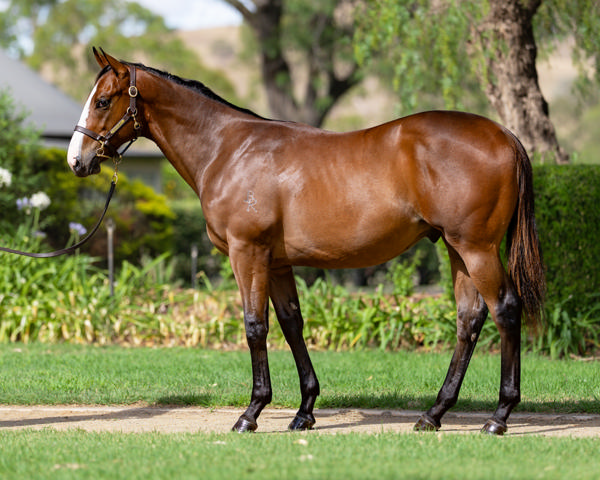 Vinery Stud - Gold Coast Yearling Sale Lot 493