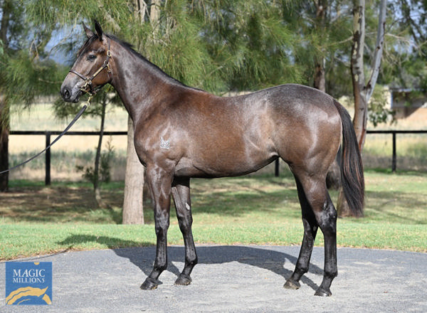 Kingstar Farm - Gold Coast Yearling Sale Lot 511
