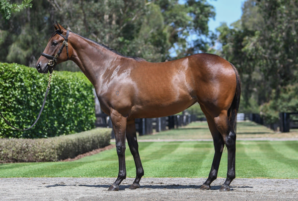 Coolmore Stud - Gold Coast Yearling Sale Lot 515