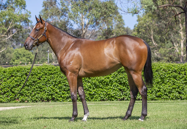 Yarraman Park Stud - Gold Coast Yearling Sale Lot 518