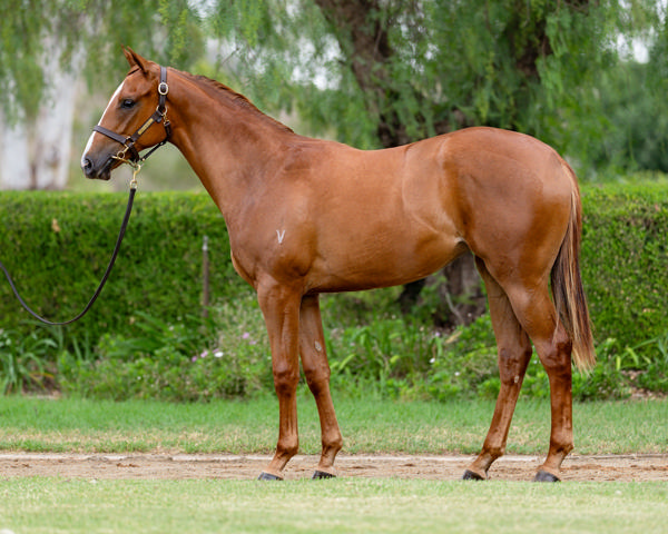 Vinery Stud - Gold Coast Yearling Sale Lot 532